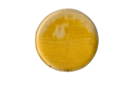 Agar Pseudomonas “F” (Fluoresceína - Meio King B) - 500 Gr - Biolog/Ludwig