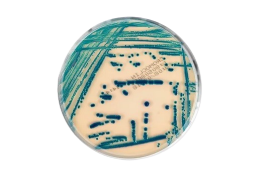 Agar Cromoclin US 90 X 15 Mm - 10 Placas - Laborclin