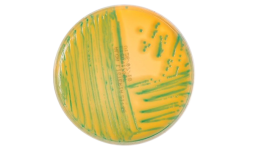 Agar Aloa Para Listeria 90 X 15 Mm - 10 Placas - Laborclin