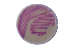 Agar Cromogênico Mrsa  90 X 15 Mm - 10 Placas - Laborclin