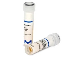 Bacillus Spizizenii Wdcm 00003 Vitroids™ Atcc® 6633 (Package Of 10 Discs) - Sigma