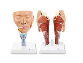 Musculatura Da Cabeça Com Faringe - 2 Partes - Ca125