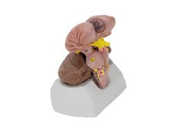 Tronco Encefalico, Cerebelo E Ventriculo 3 Partes - Ce07