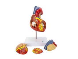 Coraçao Ampliado 2 Vezes, 4 Partes - Co12