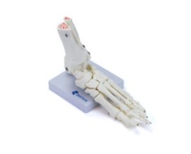 Rim Com Glandula Adrenal, 2 Partes - Ri12