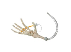 Esqueleto Da Mao, Acordoados Em Nylon - Es402