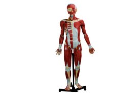 Figura Muscular Tamanho Natural, 30 Partes - Fm01