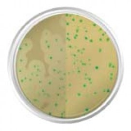Agar Cromogênico Listeria Base (Iso 11290-1) - 500 Gr - Kasvi