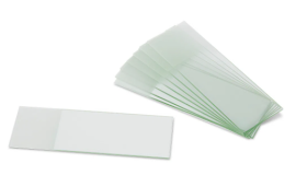 Conjunto De Lâminas Protozoários E Algas - 20 Und - Al-Mp-20