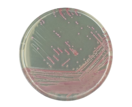 Agar Cromogênico MRSA - 90 X 15 Mm - 10 Placas - Newprov