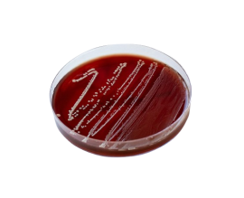 Agar Mh-F - 90 X 15 Mm - (Sangue De Cavalo Base Mueller Hinton + B-Nad) - 10 Placas