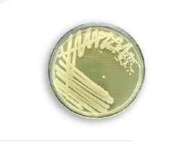 Agar Cromogenico Aloa Listeria - 90 X 15 Mm - 10 Placas - Newprov