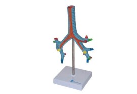 Modelo De Seçao De Arvore Bronquica - Pu22