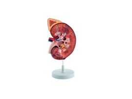 Rim Com Glândula Adrenal Ampliado 3 Vezes - Ri101