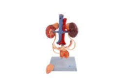 Sistema Urinario Feminino - Su34