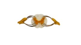 Medula Espinhal Com Terminaçoes Nervosas - Sn41