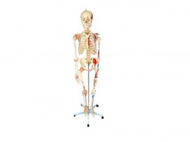 Esqueleto 168 Cm Com Ligamentos E Inserções Musculares, Com Suporte E Base Com Rodas - TGD-0101-A