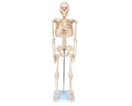 Esqueleto De 85 Cm - TGD-0112