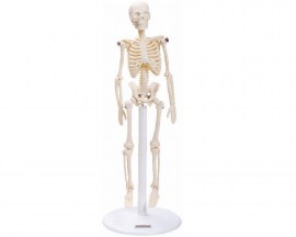 Esqueleto De 20 Cm - TGD-0131