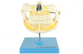 Dentição Adulta - TGD-0313-I