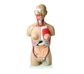 Torso Luxo Masculino/Feminino Costas Abertas - 27 Partes - To30 - 32003 - Nasco