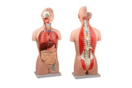 Torso Classico Assexuado Costas Abertas 18 Partes - To17