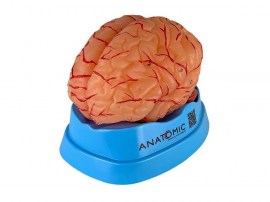 Cérebro Com Artérias Em 9 Partes - TZJ-0303-A