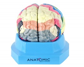 Cérebro Com Região Funcional De Córtex Em 2 Partes - TZJ-0303-F
