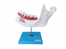 Anatomia Do Dente E Mandíbula Inferior De Um Jovem Em 6 Partes - TZJ-0313