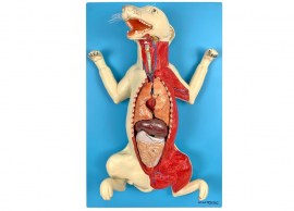 Anatomia Do Cachorro Em Placa - TZJ-0601-OP