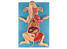 Anatomia Do Porco Em Placa - TZJ-0610-OP