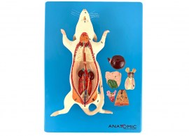 Anatomia Do Rato Em Placa - TZJ-0611-OP