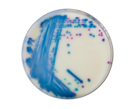 Agar Cromogênico VRE - 90x15 Mm - 10 Placas - Laborclin